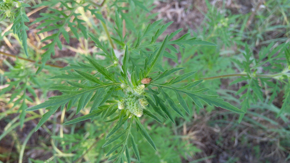 Ophraella communa - parlagfű-olajosbogár