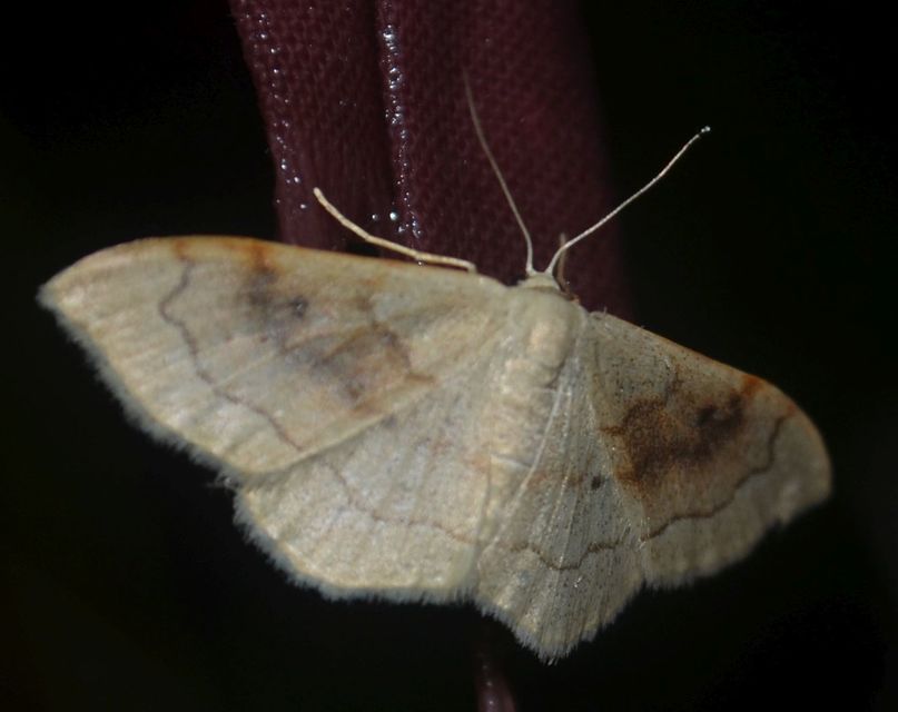 Idaea rubraria - vörössávos araszoló