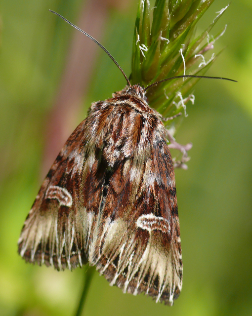 Actinotia radiosa - kis sugarasbagoly