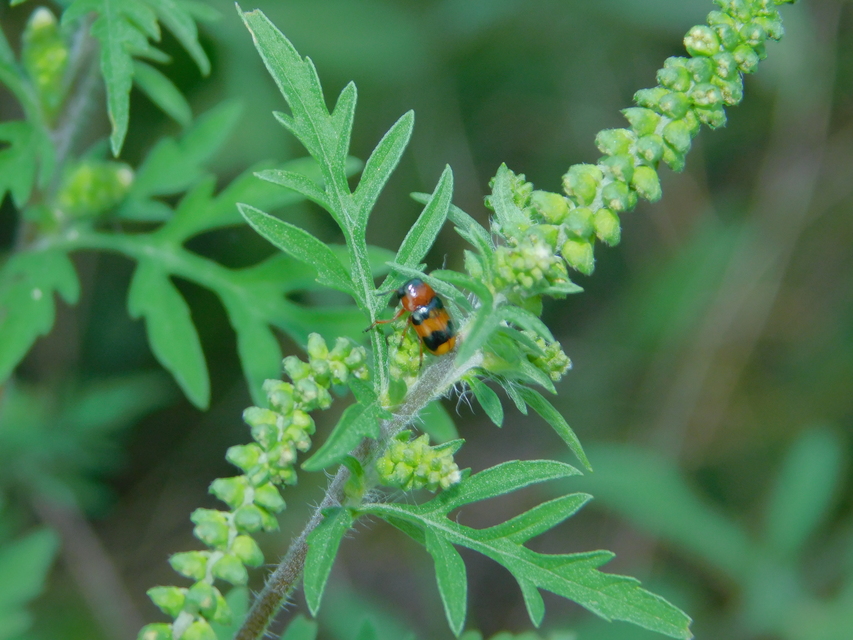 Coptocephala unifasciata - sárgalábú hullóbogár