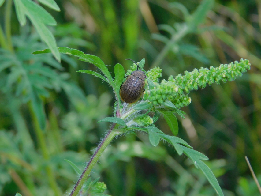 Galeruca pomonae - barna olajosbogár
