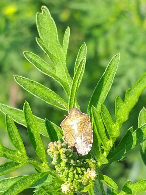 Peribalus strictus - tavaszi címerespoloska Peribalus strictus - tavaszi címerespoloska