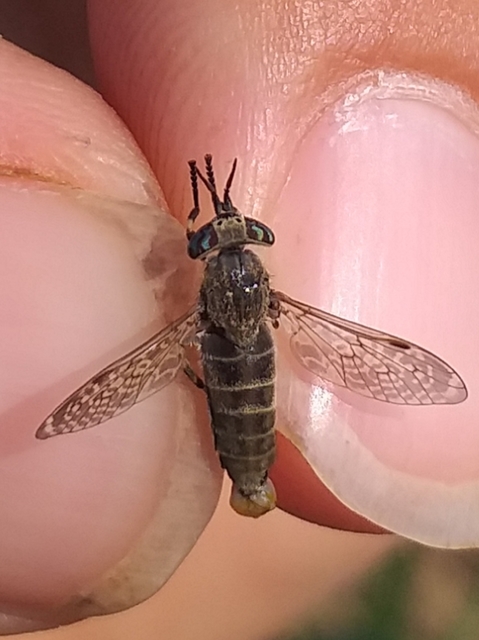 Haematopota