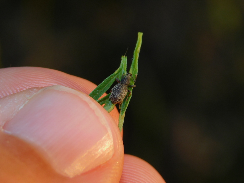 Otiorhynchus hystrix - sörtés gyalogormányos