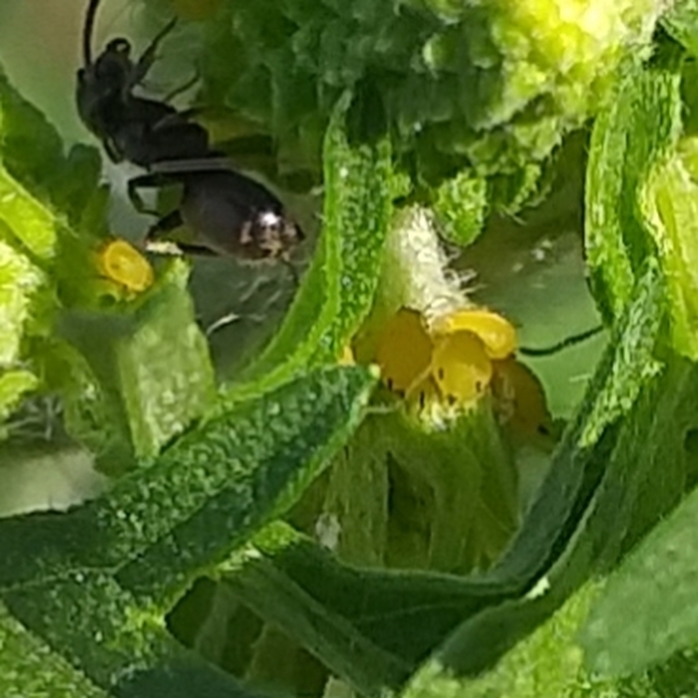Aphididae - valódi levéltetvek