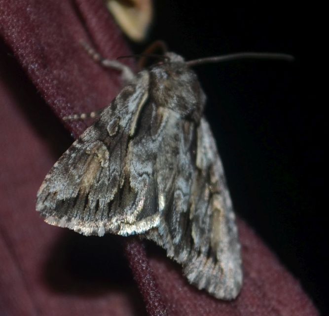 Chloantha hyperici - orbáncfű-sugarasbagoly