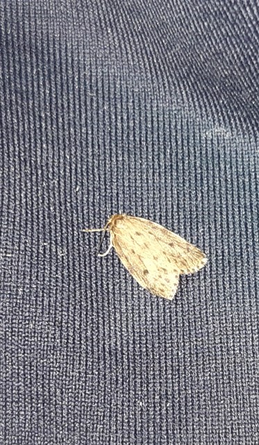 Thumata senex - mocsári medvelepke