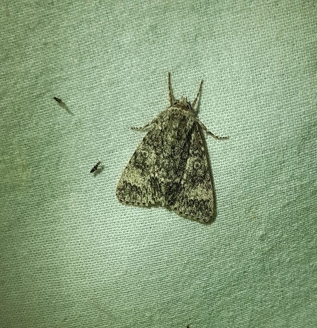 Acronicta megacephala - nagyfejű szigonyosbagoly
