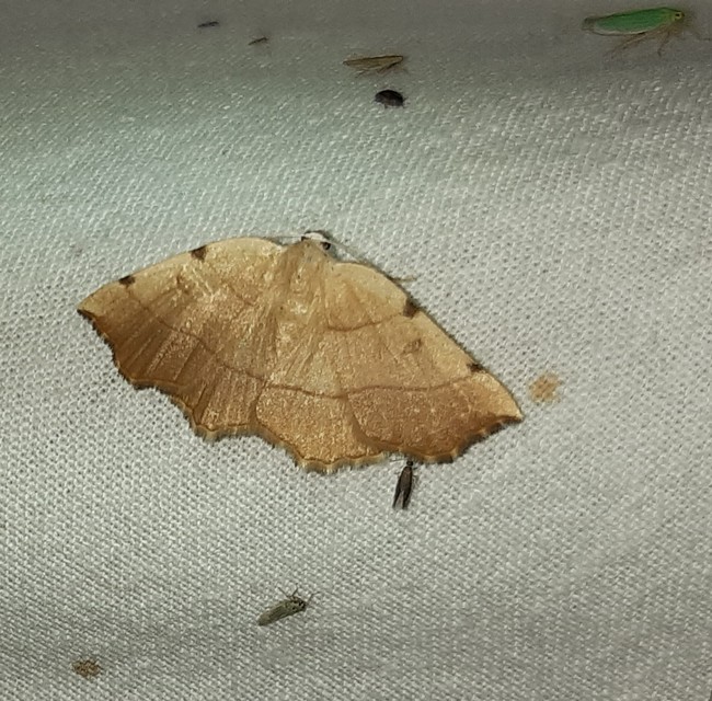 Eilicrinia trinotata - háromjegyű araszoló