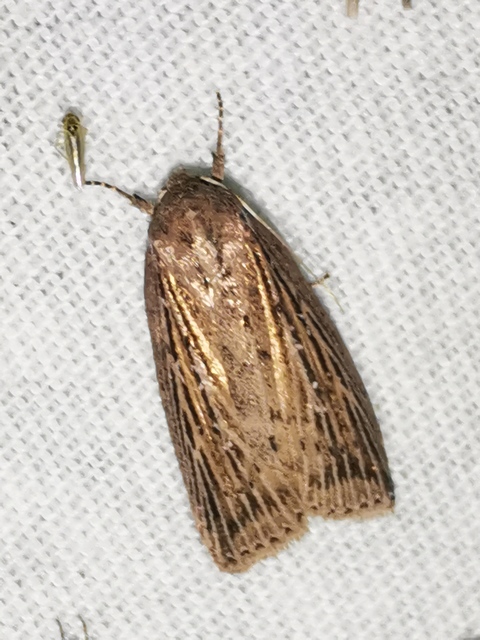Chilodes maritima - négyfoltos nádibagoly