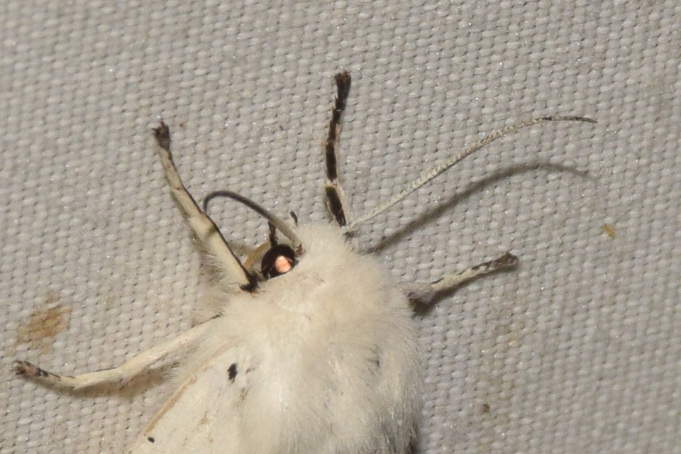 Spilosoma urticae - hószínű medvelepke