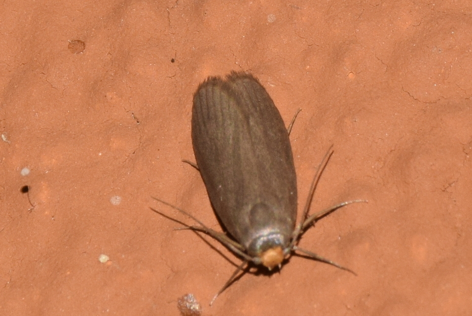 Achroia grisella - kis viaszmoly