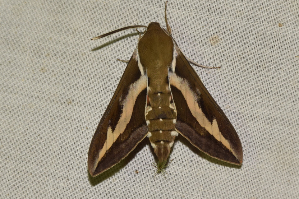 Hyles gallii - galajszender