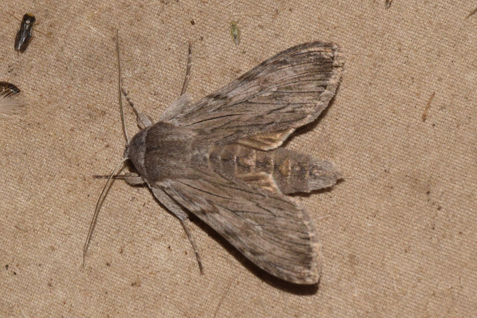 Cucullia lactucae - saláta-csuklyásbagoly