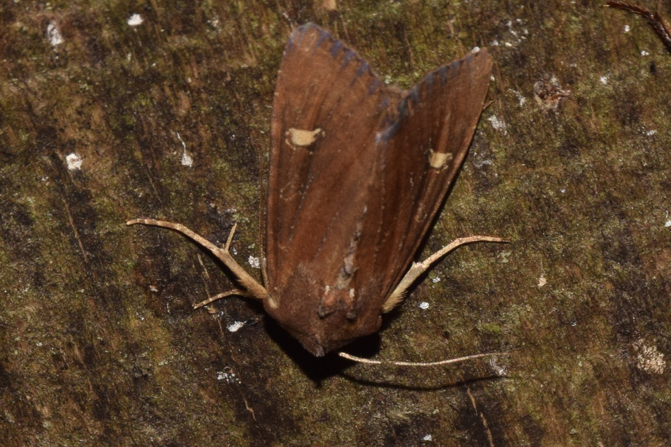 Helotropha leucostigma - mocsári nőszirombagoly