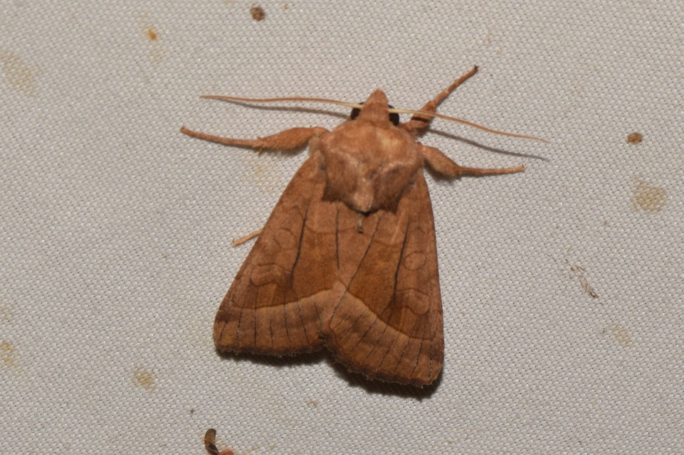Hydraecia micacea - csillogó acsalapubagoly