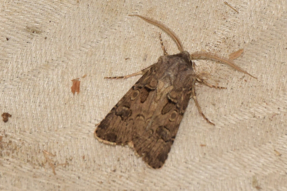 Agrotis bigramma - kétjegyű földibagoly