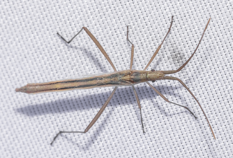 Heteroptera - Poloskák