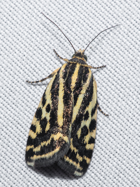 Emmelia trabealis - zebrabagoly