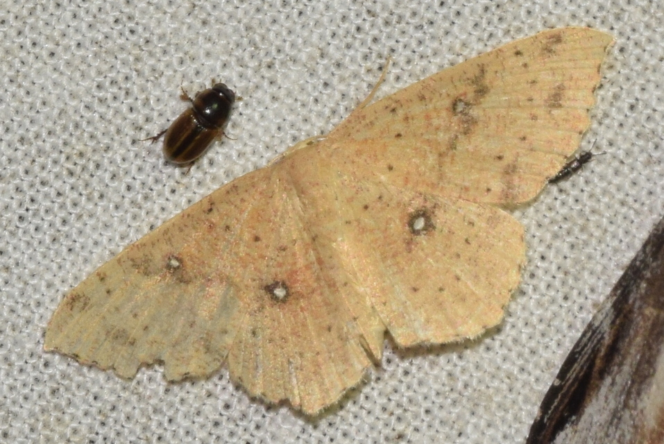 Cyclophora porata - körös pettyesaraszoló