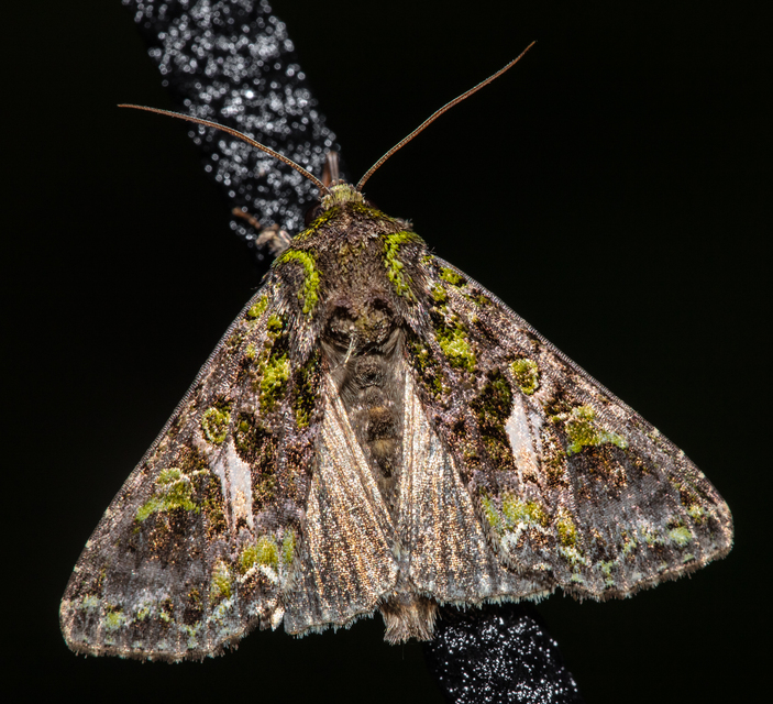 Trachea atriplicis - nyári zöldbagoly