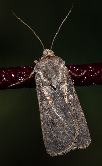 Agrotis segetum - vetési földibagoly