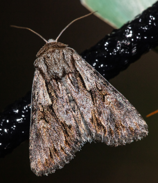 Chloantha hyperici - orbáncfű-sugarasbagoly