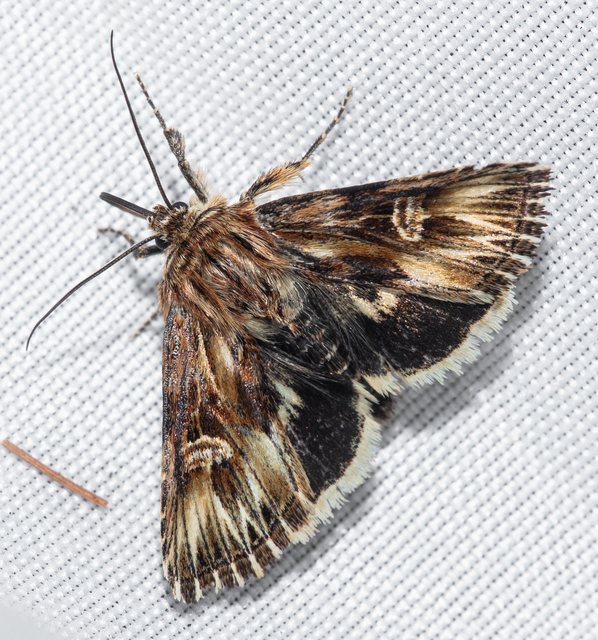 Actinotia radiosa - kis sugarasbagoly