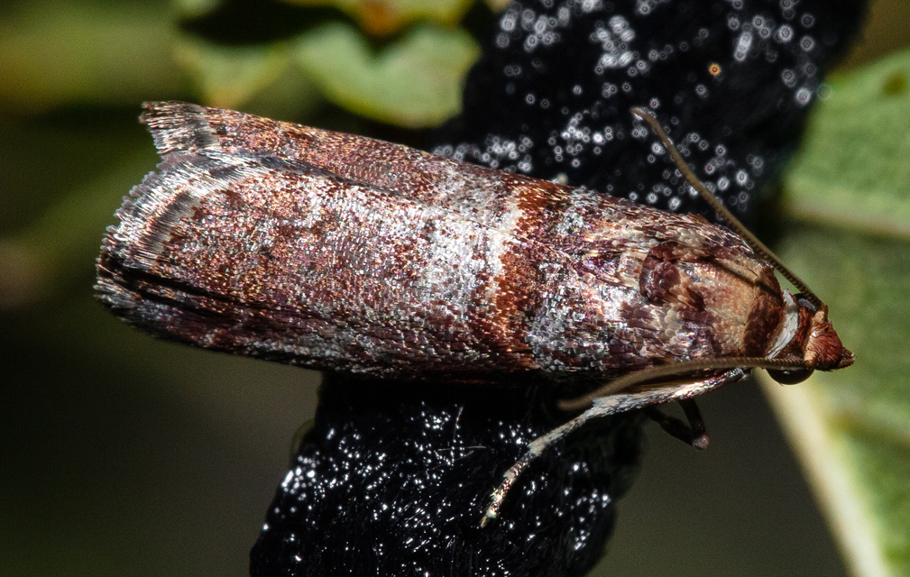 Acrobasis advenella - gerleszínű karcsúmoly
