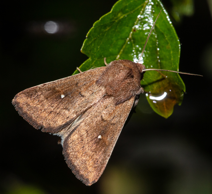 Mythimna albipuncta - fehérpettyes rétibagoly