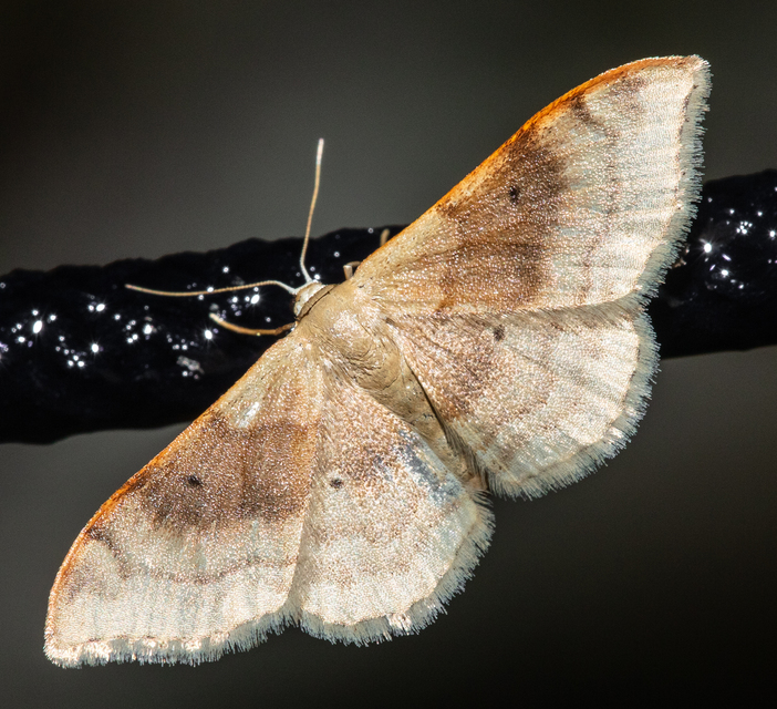 Idaea degeneraria - barnasávos araszoló