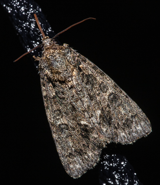 Acronicta rumicis - sóska-szigonyosbagoly