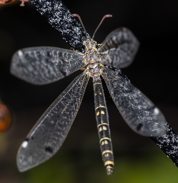 Distoleon tetragrammicus - négyfoltos hangyaleső