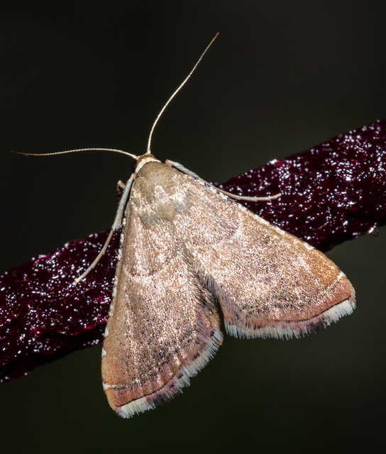 Endotricha flammealis - tüzesszárnyú fényilonca