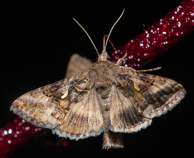 Autographa gamma - gammalepke