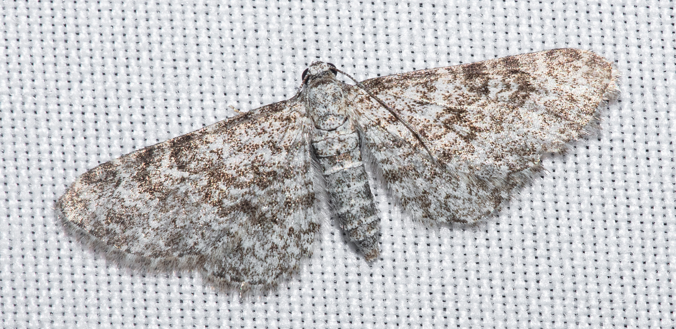 Eupithecia graphata - hangyabogáncs-törpearaszoló