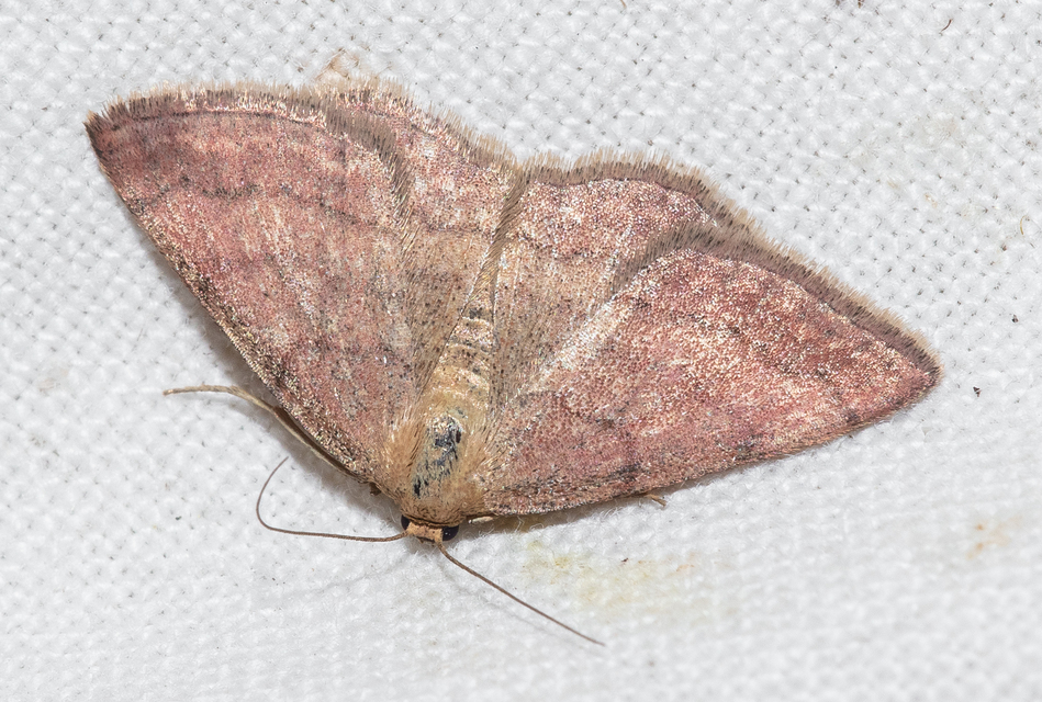 Scopula rubiginata - réti pirosaraszoló