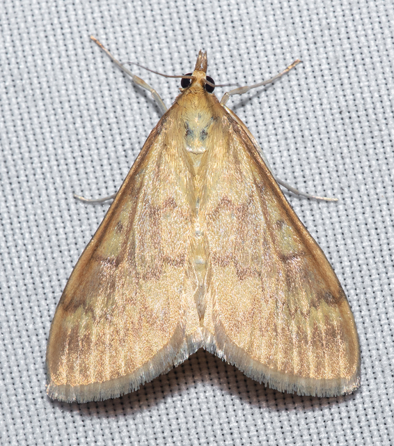Ostrinia nubilalis - kukoricamoly