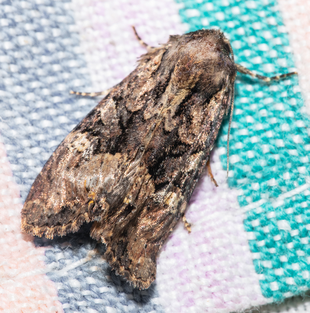 Mesapamea secalella/secalis
