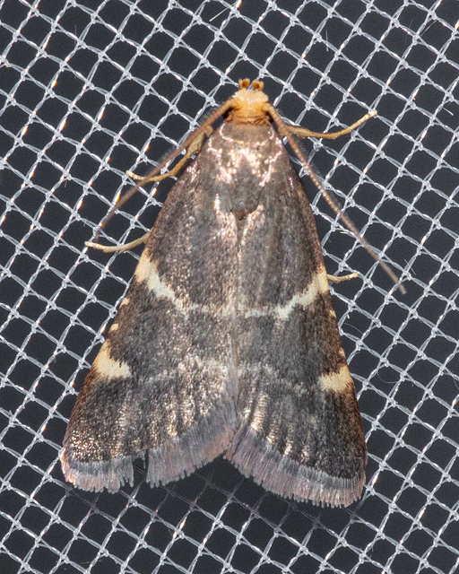 Pyralis perversalis - pusztai fényilonca