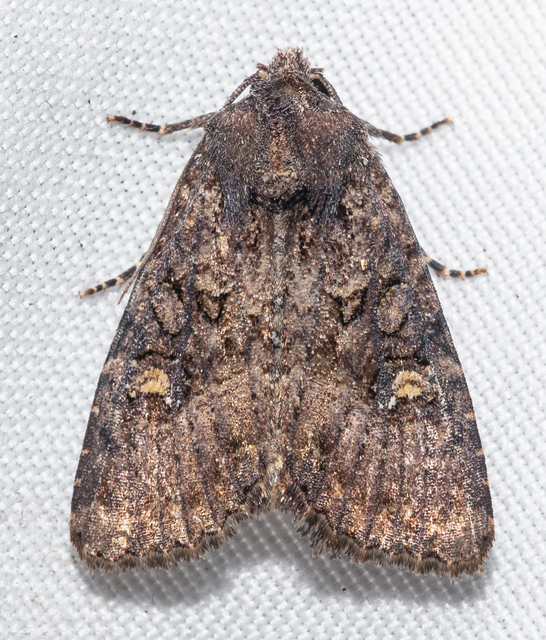 Mesapamea secalella/secalis