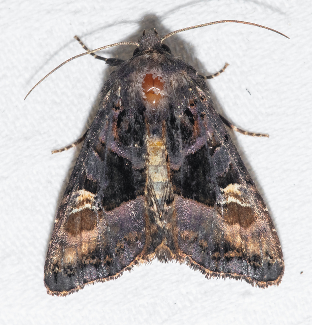 Euplexia lucipara - szeder-csipkésbagoly
