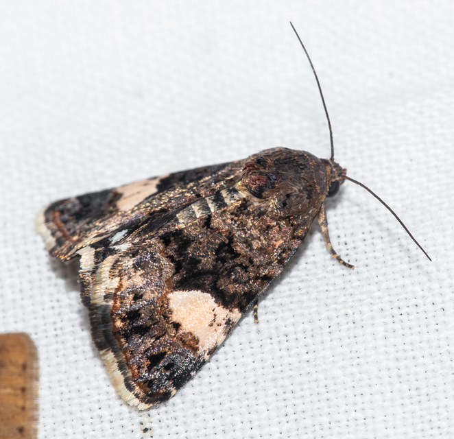 Tyta luctuosa - fekete nappalibagoly