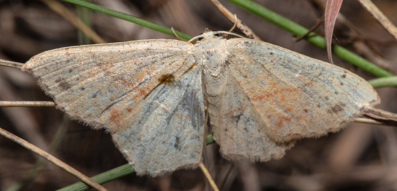 Cyclophora punctaria - sávos pettyesaraszoló