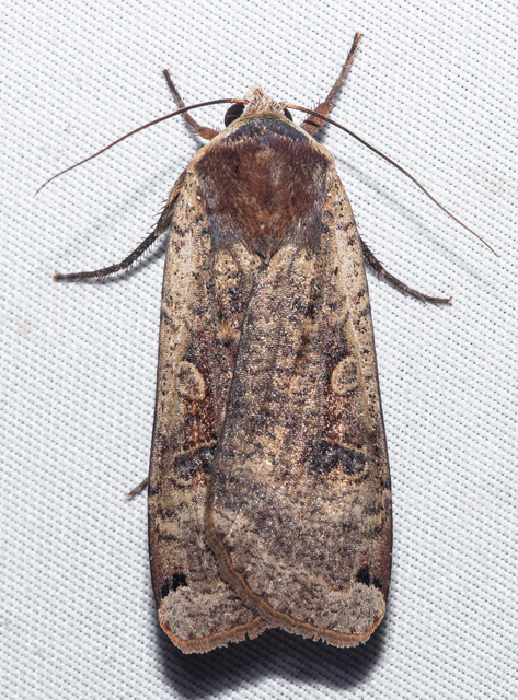 Noctua pronuba - nagy sárgafűbagoly