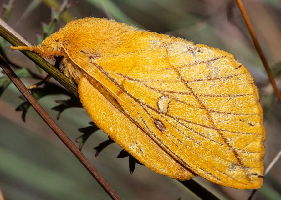 Euthrix potatoria - szomjas pohók