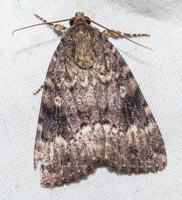 Amphipyra pyramidea - fahéjszínű bagoly