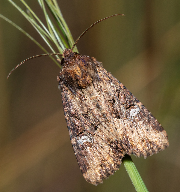 Mesapamea secalella/secalis