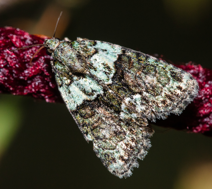 Cryphia algae - sárgászöld zuzmóbagoly