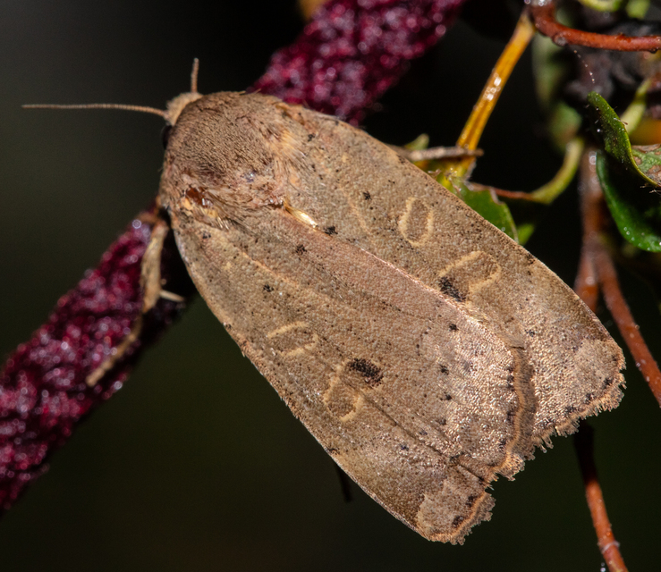 Noctua comes - kis sárgafűbagoly
